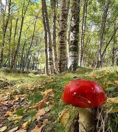 Casa Pédrinhas Pousade * Guarda