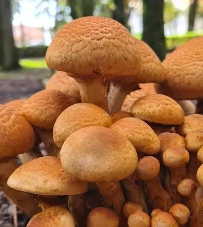 Casa Pédrinhas Pousade Guarda