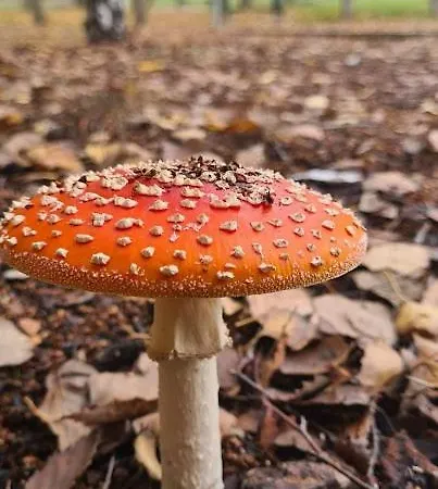 Casa Pédrinhas Pousade Hébergement de vacances *