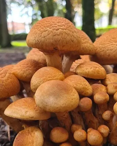 Casa Pedrinhas Pousade גוארדה