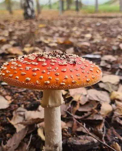 Casa Pedrinhas Pousade בית נופש *