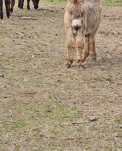 Casa Pedrinhas Pousade